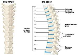 osteochondrosis cervical